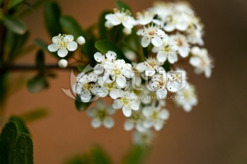 山花浪漫