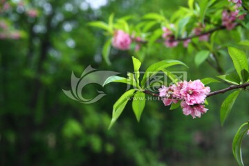 桃花 春景