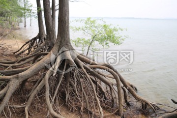 盘根错节 树根