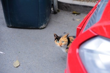 汽车下休息的猫