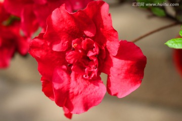 红杜鹃花