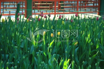 郁金香花骨朵