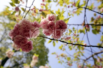 张江樱花树