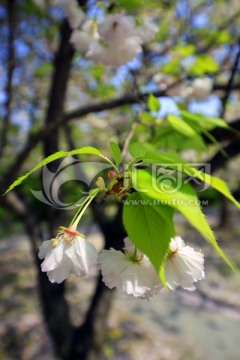 张江 樱花树 树