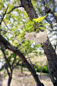 樱花盛开