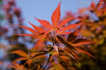 红枫景观