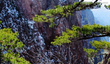 黄山 松树