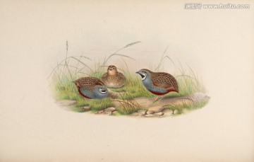 手繪鳥禽