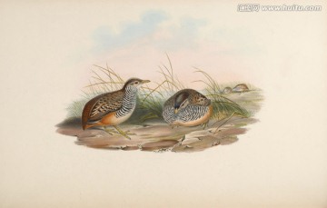 手繪鳥禽