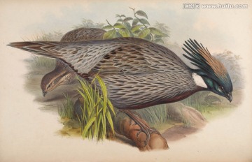 手繪鳥