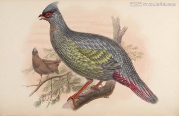高清手繪鳥(niǎo)類圖譜