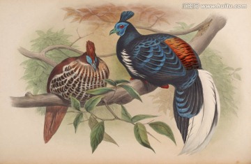 手繪鳥類