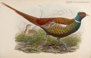 手繪鳥類