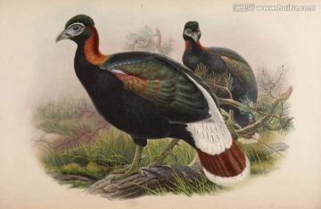 復(fù)古鳥(niǎo)類裝飾畫(huà)