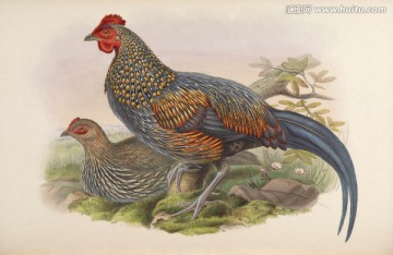 手繪鳥類