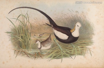 鳥(niǎo)類復(fù)古手繪