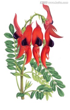 彩繪花