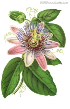 花卉裝飾畫