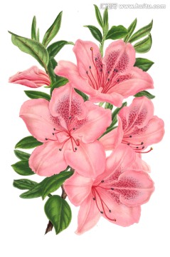 花卉無框畫