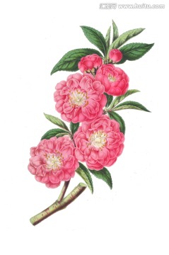 手繪花朵