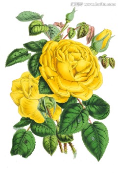 復(fù)古玫瑰花