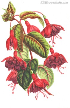 復(fù)古花