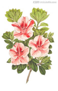 花卉無框畫
