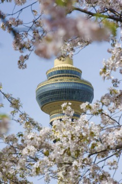 中央电视塔 樱花