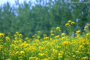 油菜花