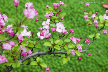 垂丝海棠花