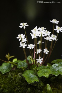 裂叶星果草 野生小花