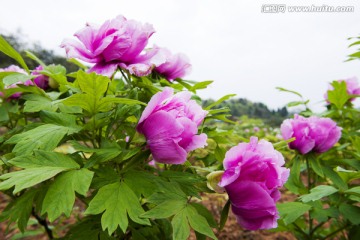 牡丹花 特写