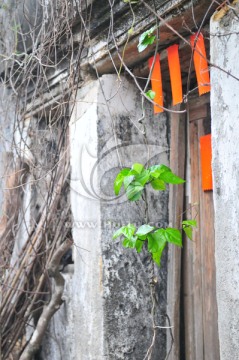 广东民居 老屋 岁月 苔鲜