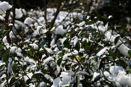雪后的植物