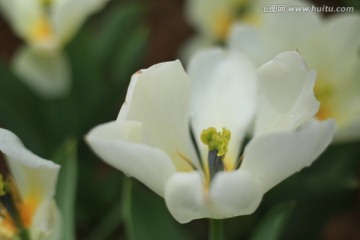 郁金香