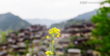 油菜花和西江苗寨