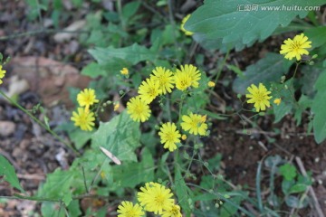 野菊花