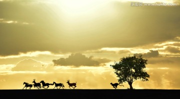 非洲大草原上的动物
