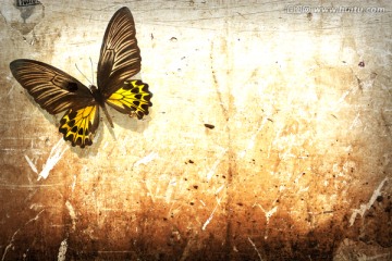 墙壁上的蝴蝶