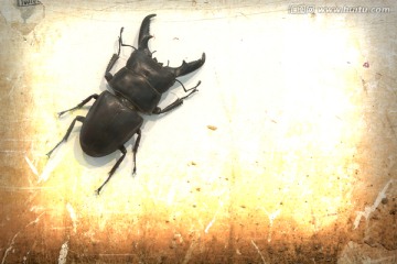 墙上的锹甲虫