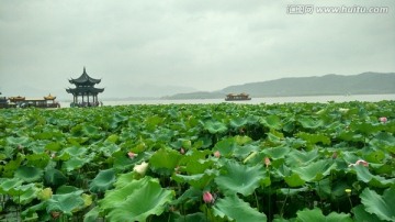 浙江杭州西湖荷花