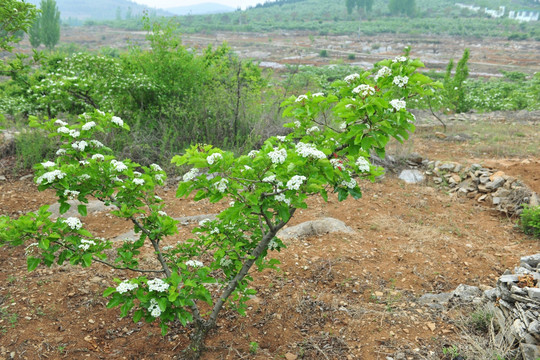 山楂树  山楂花