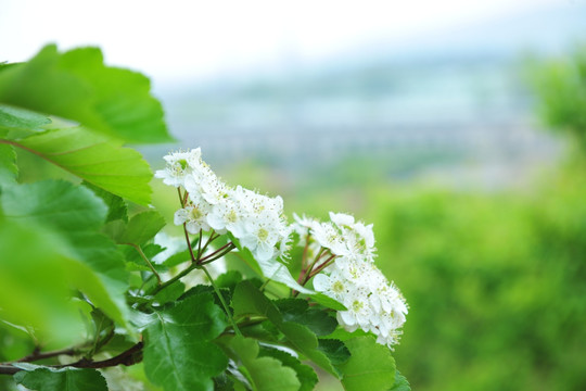 山楂树  山楂树开花