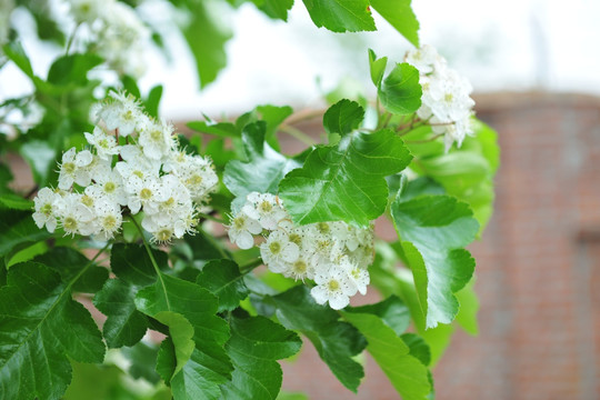 山楂树  山楂花  白色花