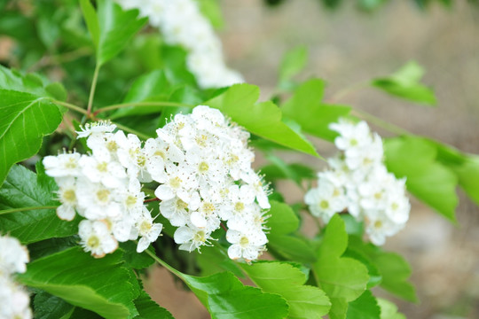 白色花  山楂花  山楂树