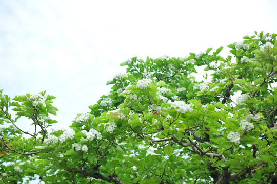 山楂花  山楂树  白色花