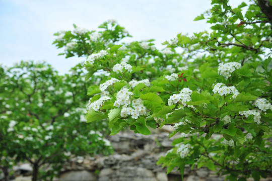 山楂树  山楂花  白色花