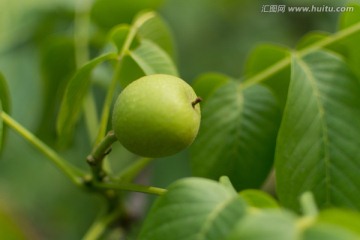 青核桃