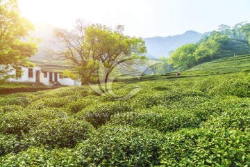 茶园 采茶（TIF格式）