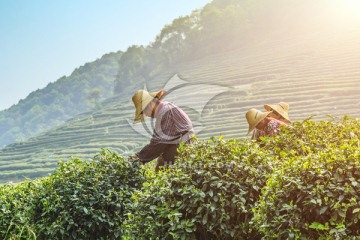 茶园 采茶（TIF格式）